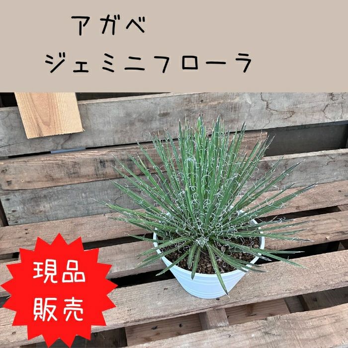 観葉植物現品販売