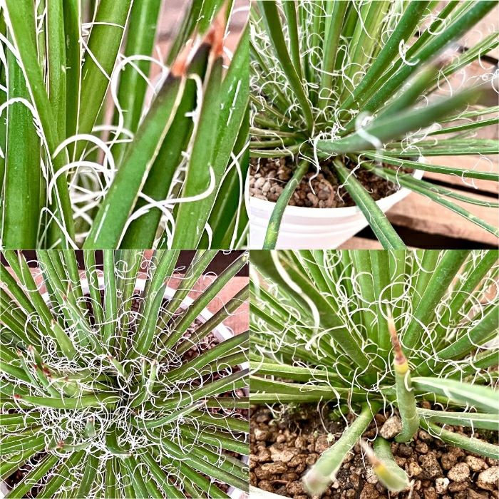 観葉植物現品販売