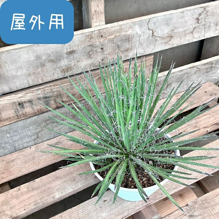 観葉植物現品販売