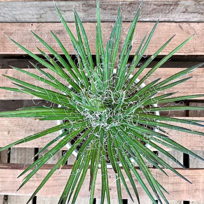 観葉植物現品販売