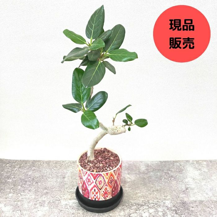 観葉植物現品販売