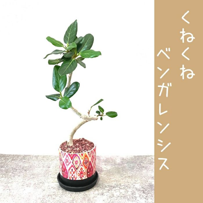 観葉植物現品販売