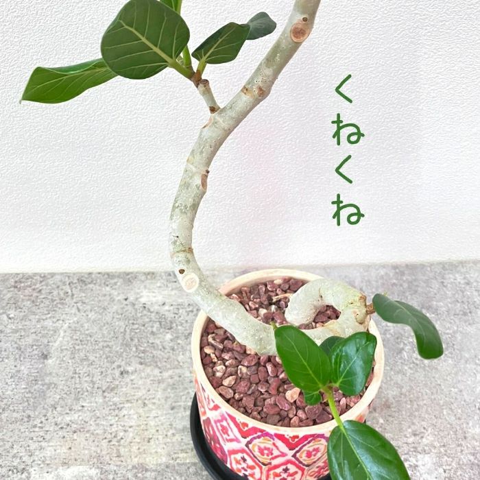 観葉植物現品販売