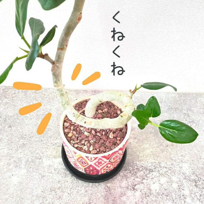 観葉植物現品販売