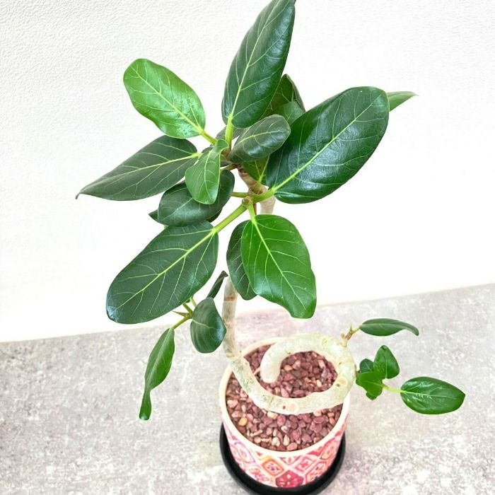 観葉植物現品販売