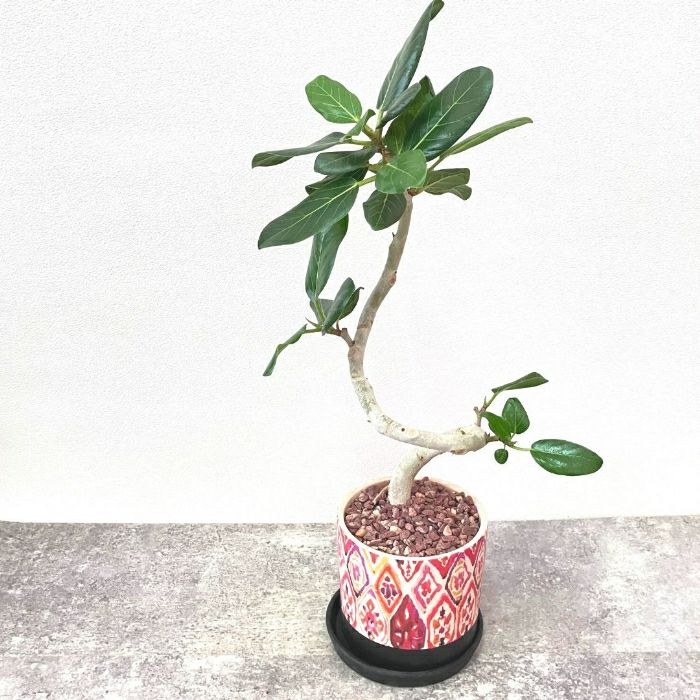 観葉植物現品販売