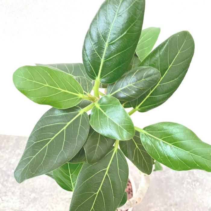 観葉植物現品販売