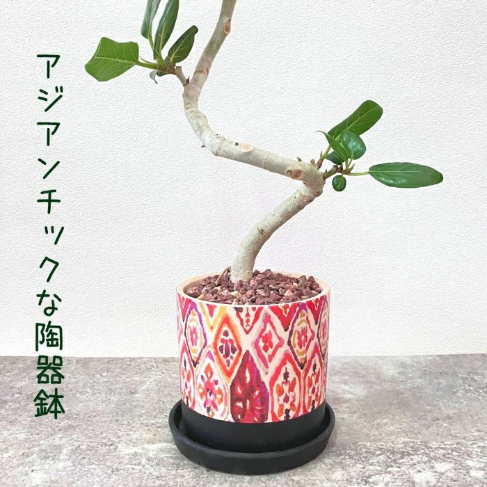 観葉植物現品販売