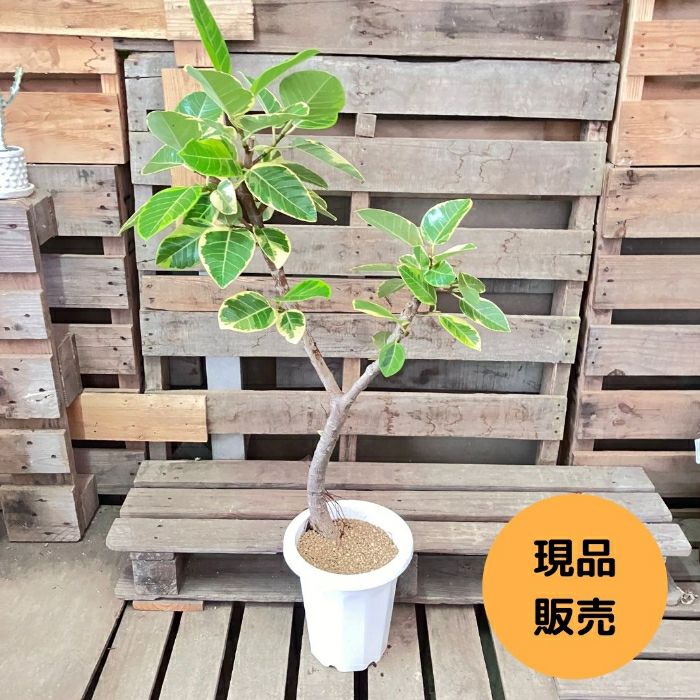 観葉植物現品販売
