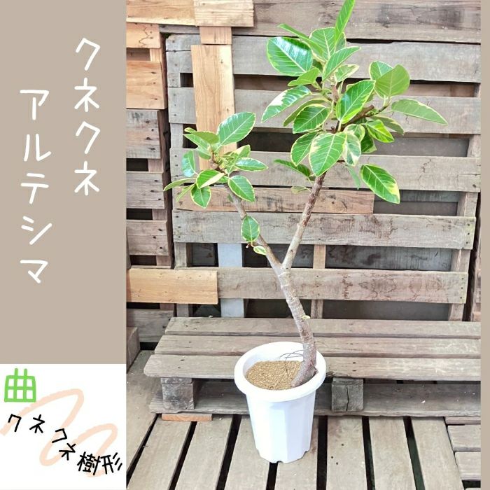 観葉植物現品販売