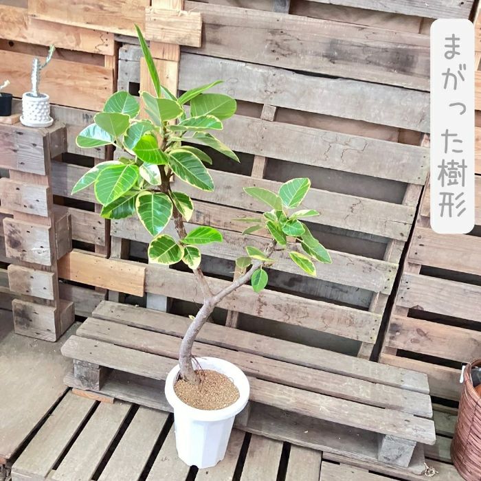 観葉植物現品販売