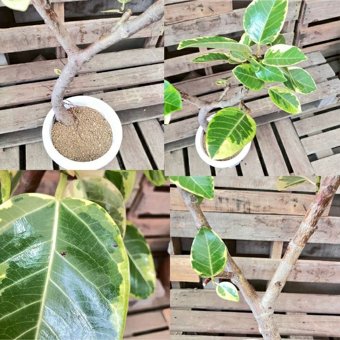 観葉植物現品販売