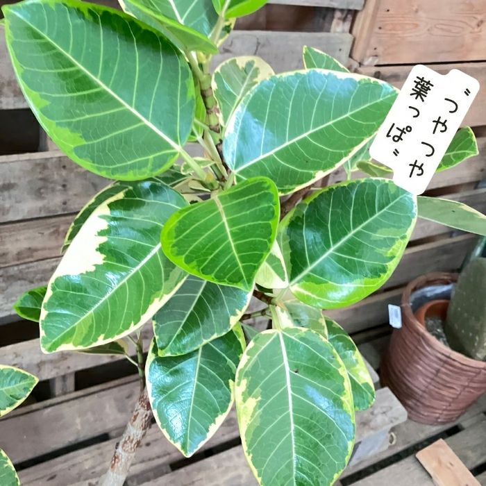 観葉植物現品販売