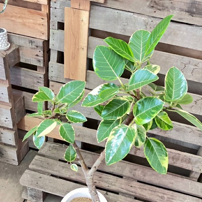 観葉植物現品販売