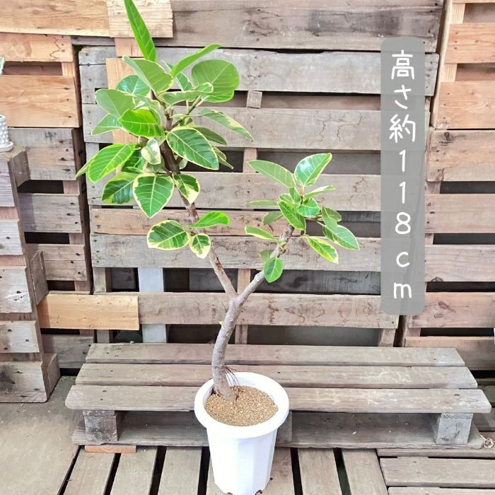 観葉植物現品販売