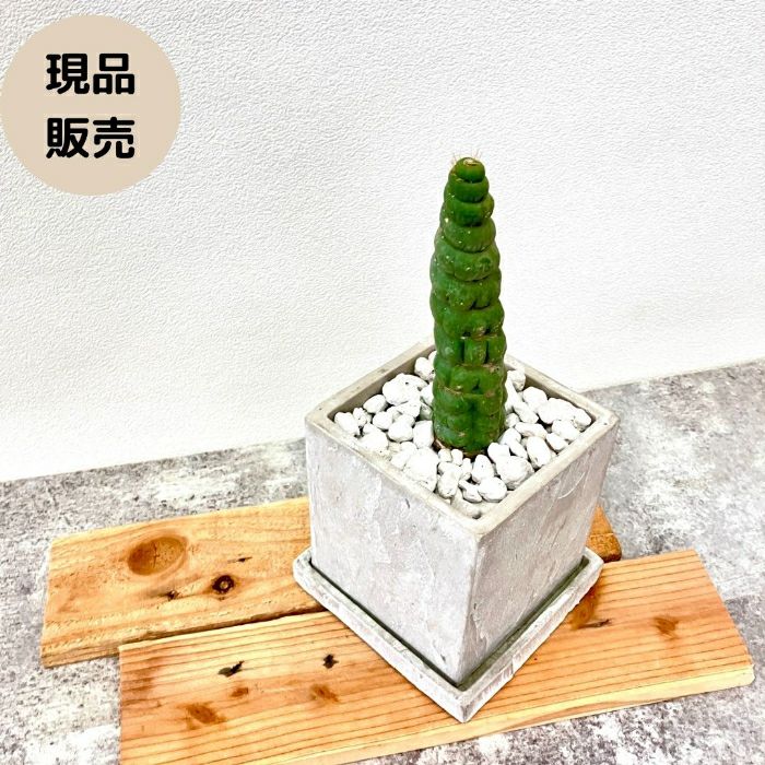 観葉植物現品販売