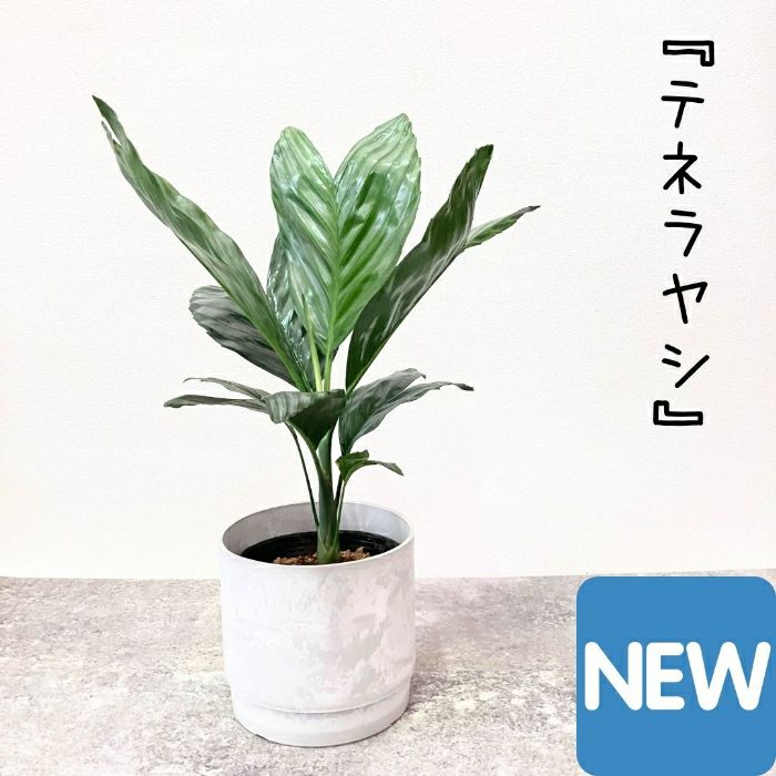 観葉植物現品販売