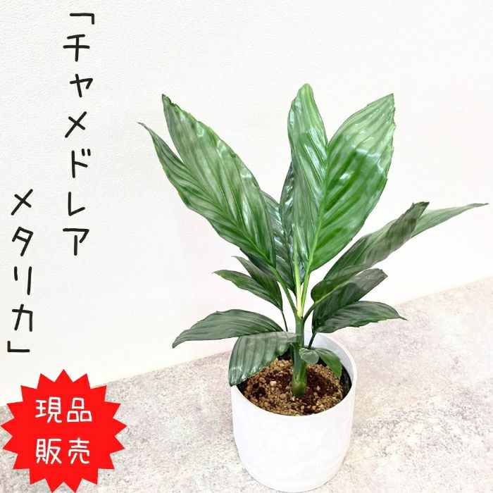 観葉植物現品販売