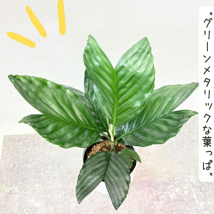 観葉植物現品販売