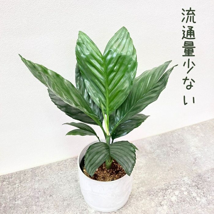 観葉植物現品販売