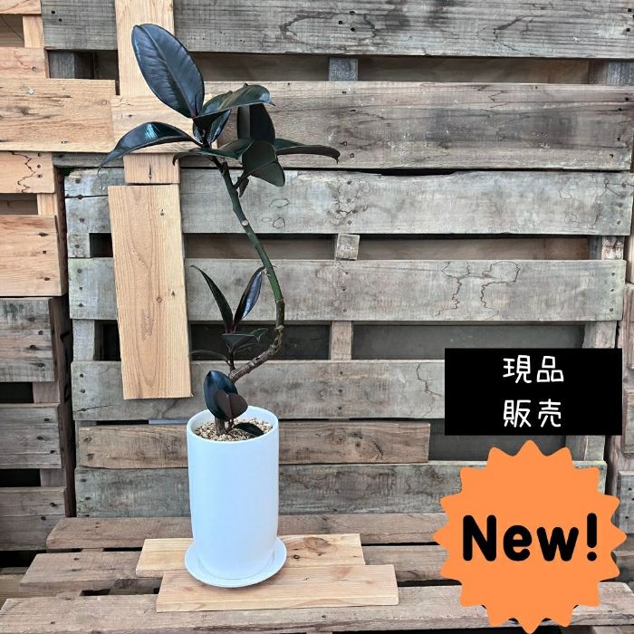 観葉植物現品販売