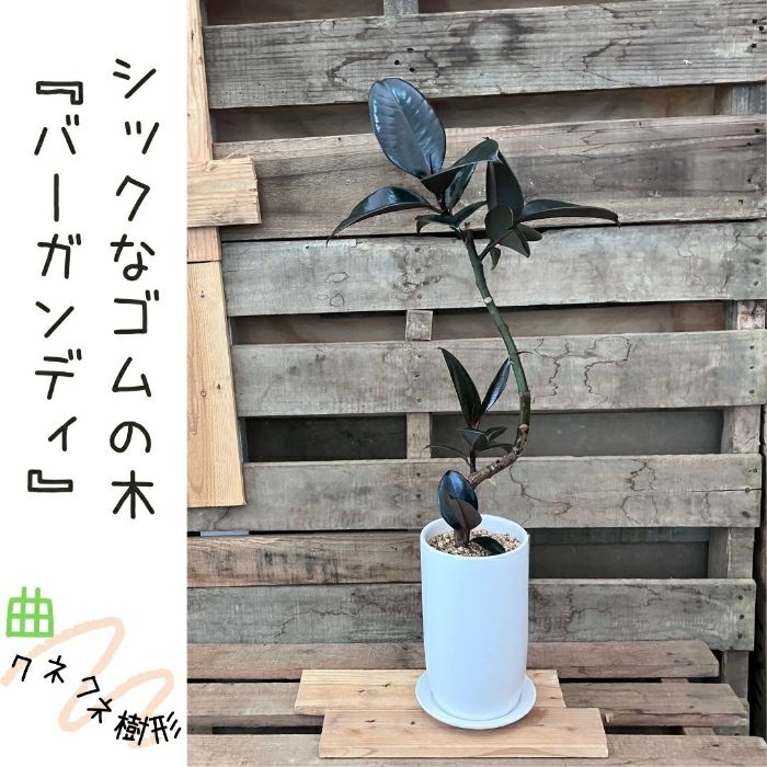 観葉植物現品販売