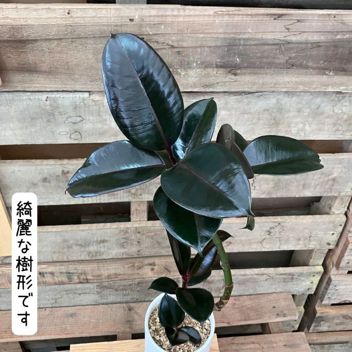 観葉植物現品販売