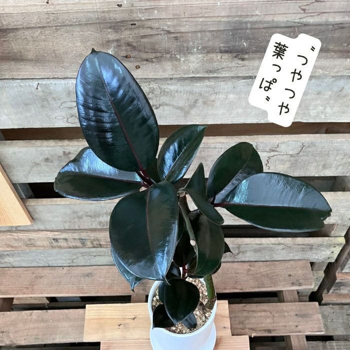 観葉植物現品販売