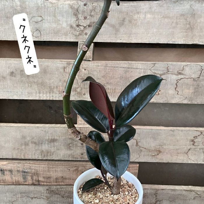 観葉植物現品販売