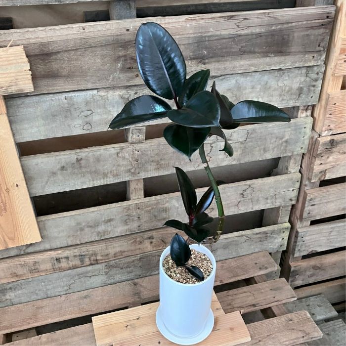 観葉植物現品販売