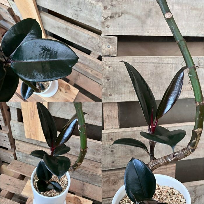 観葉植物現品販売