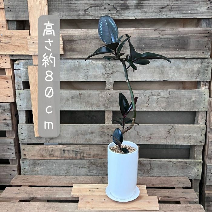 観葉植物現品販売