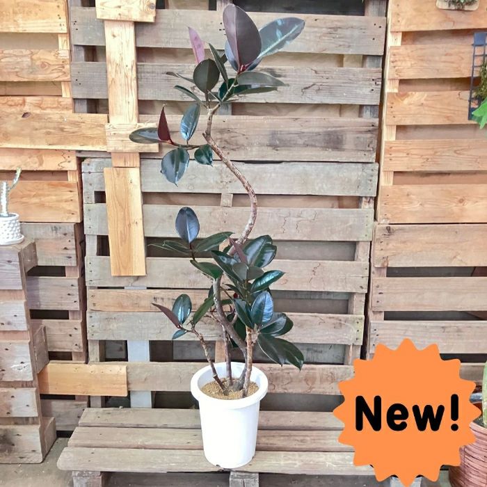 観葉植物現品販売
