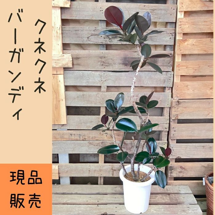 観葉植物現品販売