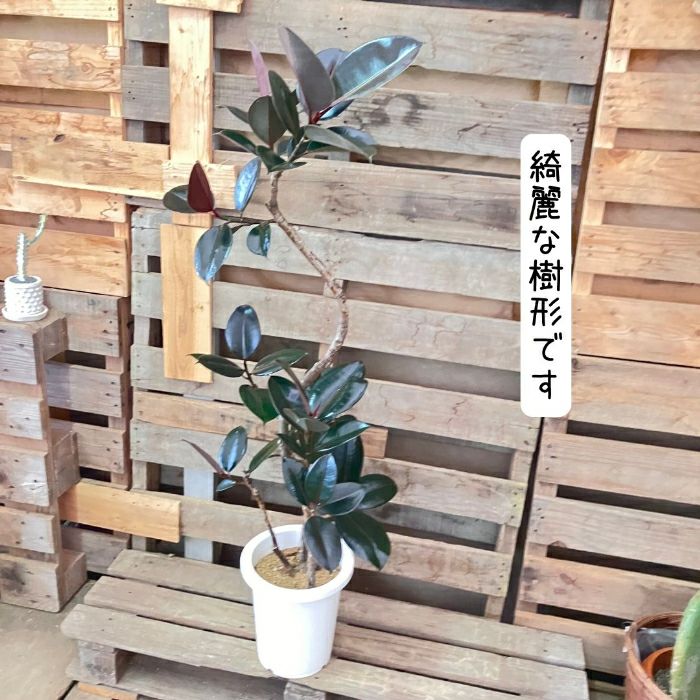 観葉植物現品販売
