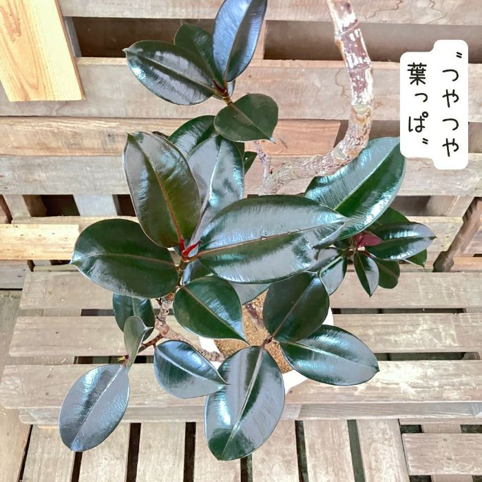 観葉植物現品販売