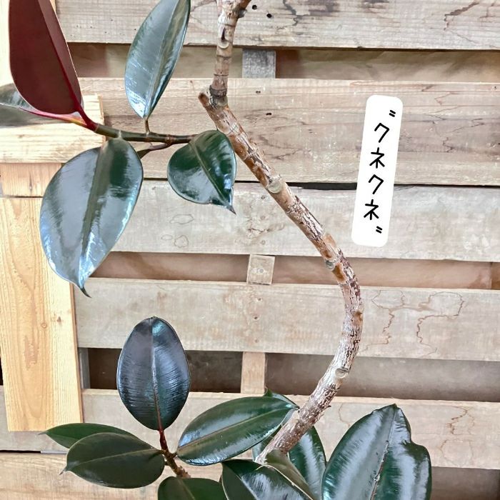 観葉植物現品販売