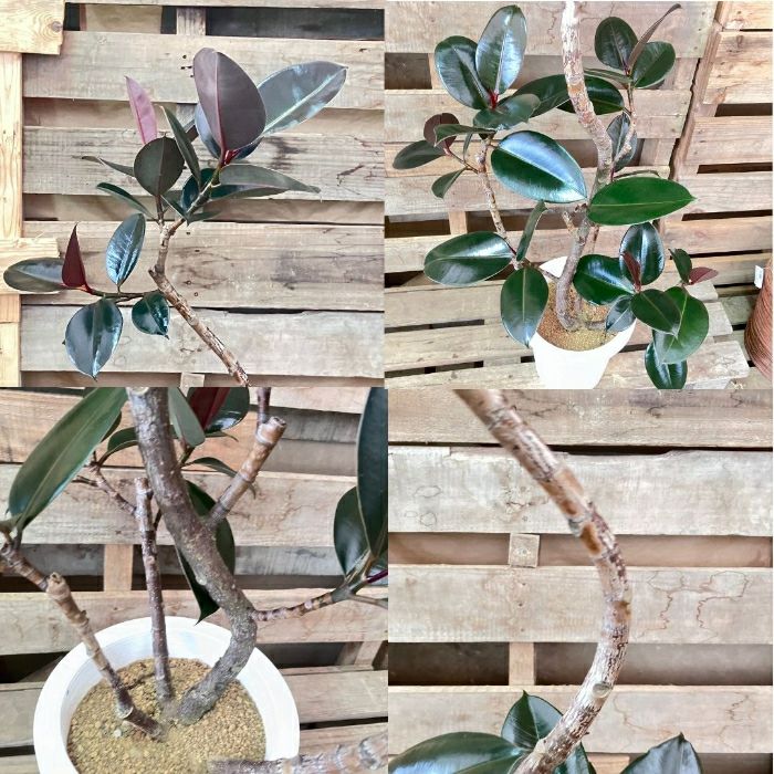 観葉植物現品販売