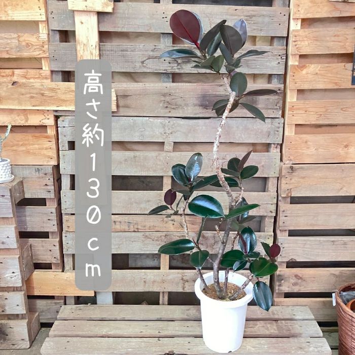 観葉植物現品販売