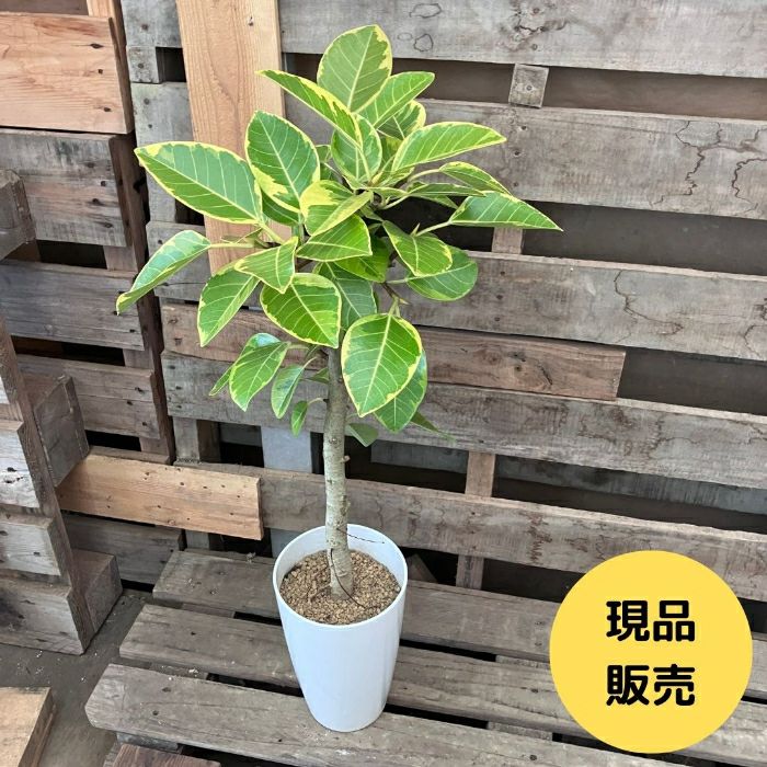 観葉植物現品販売