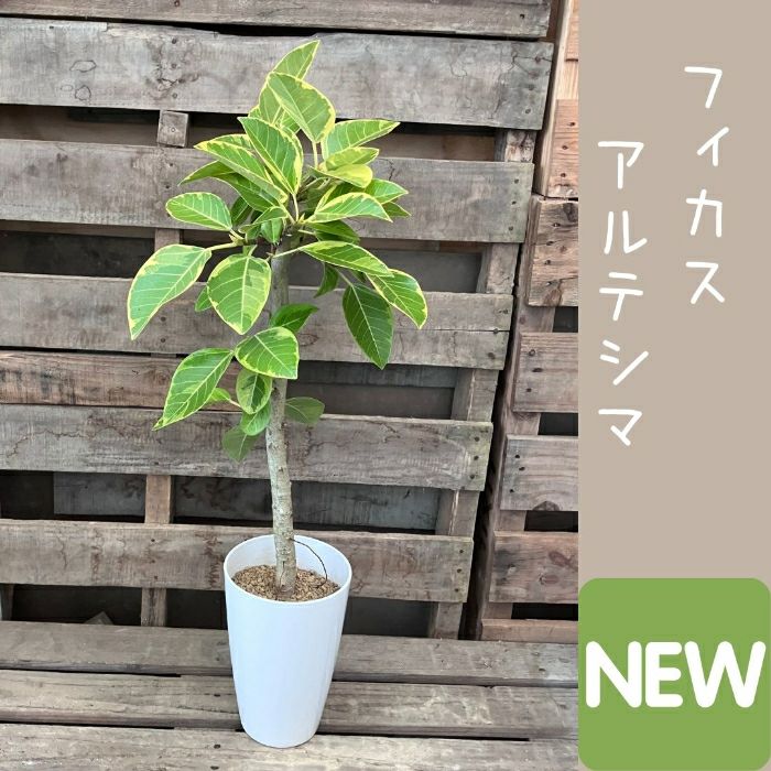 観葉植物現品販売