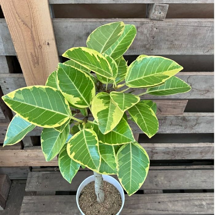 観葉植物現品販売