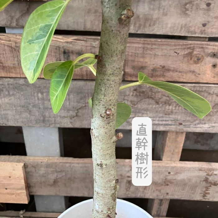 観葉植物現品販売