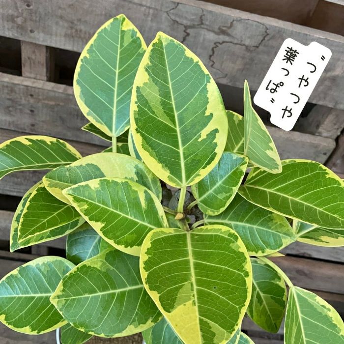 観葉植物現品販売