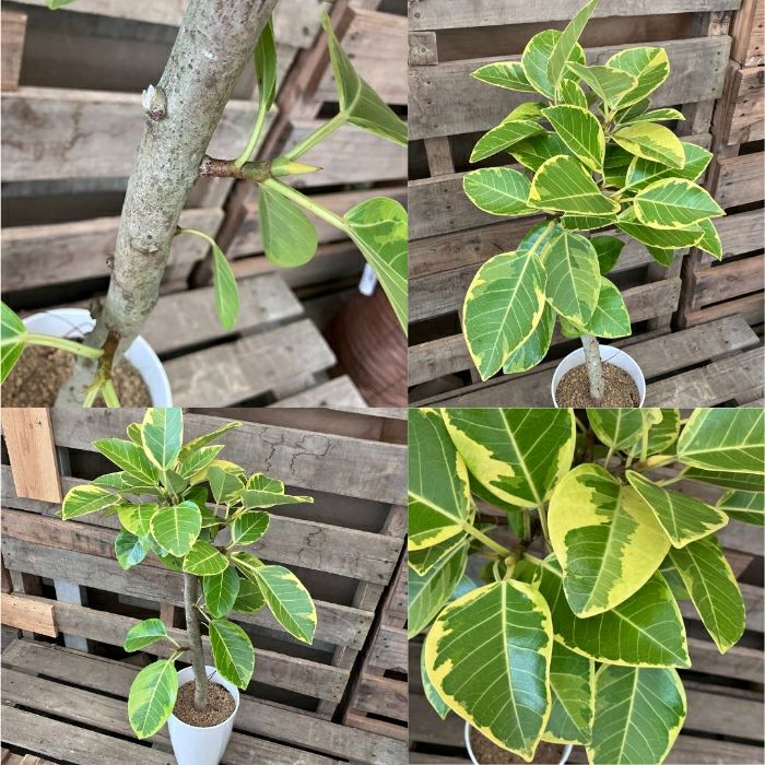 観葉植物現品販売