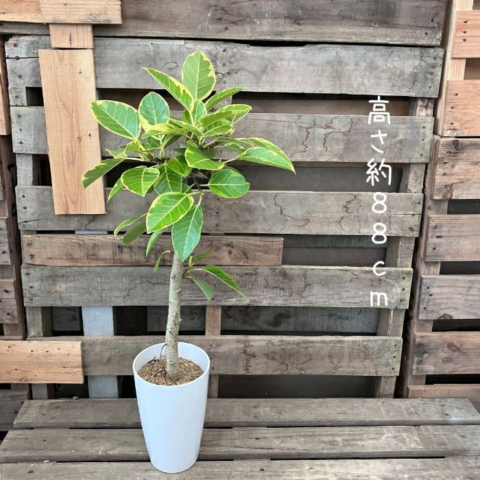 観葉植物現品販売