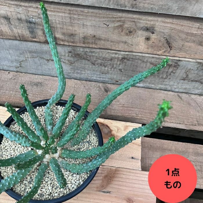 観葉植物現品販売