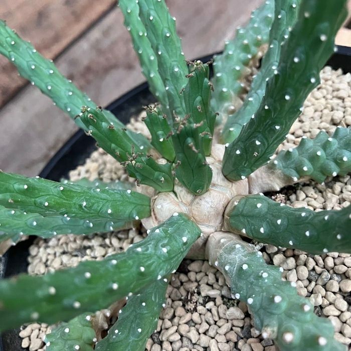 観葉植物現品販売