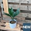 観葉植物現品販売