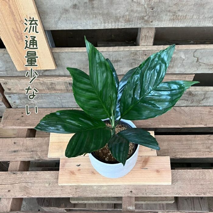 観葉植物現品販売